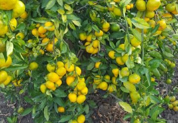 Agro neretva d.o.o.