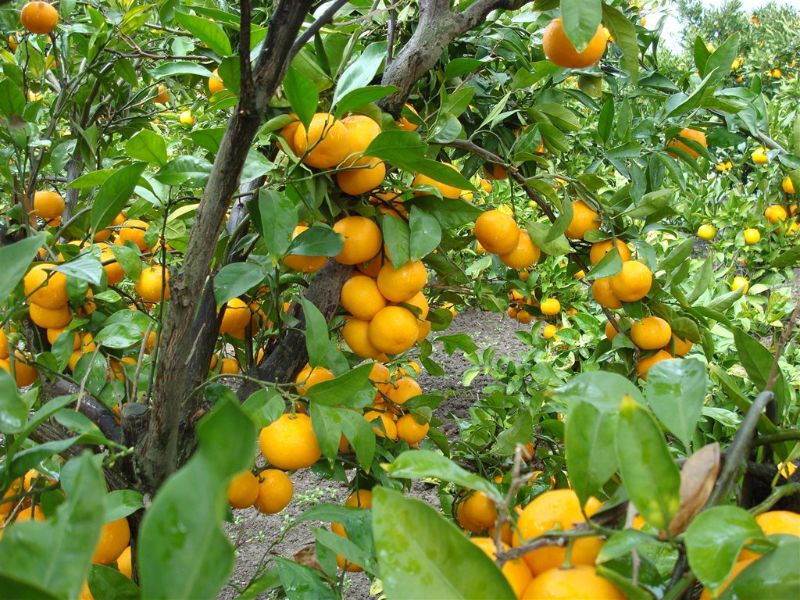 Mandarine u našem voćnjaku